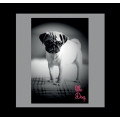 COUSSIN  pug puppy- 50 x 50 cm